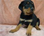 Healthy Male and Female Rottweiler puppies - Sell advertisement in Barcelona