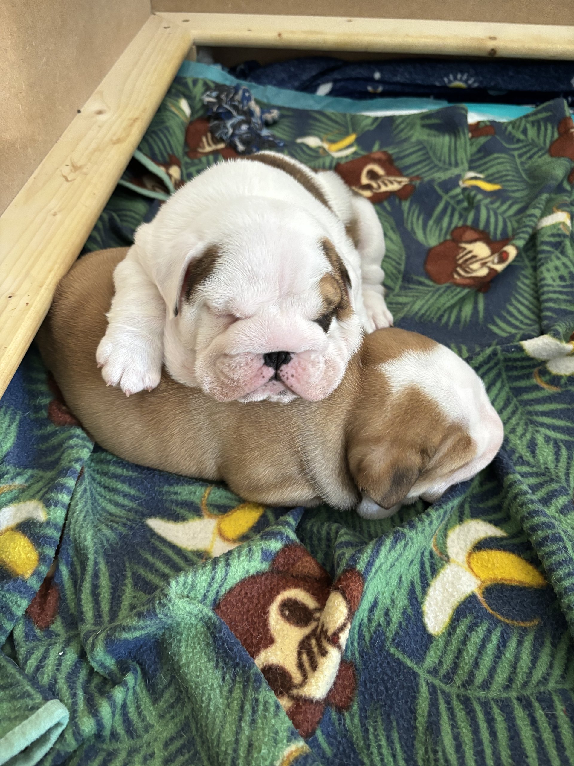 Twee prachtige mannelijke en vrouwelijke Engelse Bulldogs zijn klaar voor adoptie - photo