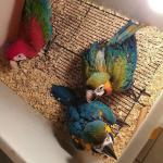 Wide species of birds , parrots available  - Sell advertisement in Berlin