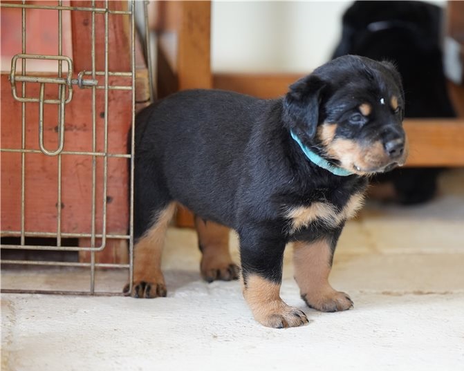 Healthy Male and Female Rottweiler puppies - photo