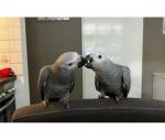 beautiful African grey parrots babies ready to go. - Sell advertisement in Marseille