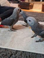 Brave Africa grey parrots for new homes. - Sell advertisement in Potsdam