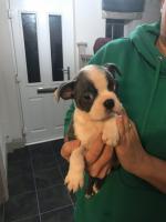 Boston terrier puppies - Sell advertisement in Madrid