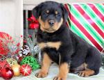 Healthy Male and Female Rottweiler puppies - Sell advertisement in Rome