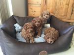 Toy poodle puppies - Sell advertisement in Paris