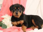 Healthy Male and Female Rottweiler puppies - Sell advertisement in Madrid