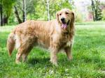 Golden Retriever Dogs and Puppies for sale | Pets4Homes - Sell advertisement in Frankfurt