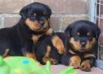 Healthy Male and Female Rottweiler puppies - Sell advertisement in Paris