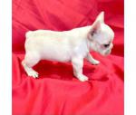 Beautiful purebred cream baby frenchie puppies - Sell advertisement in Aalborg