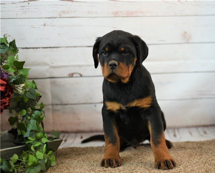 Healthy Male and Female Rottweiler puppies - photo