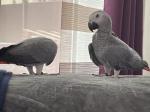 playful africa grey parrots for new homes. - Sell advertisement in Grenoble